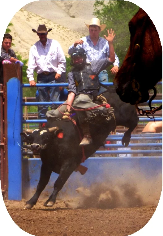 bull4.jpg