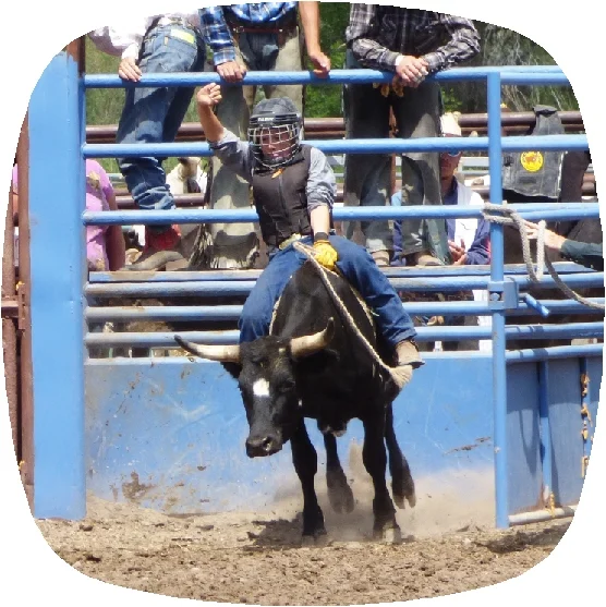 bull1.jpg