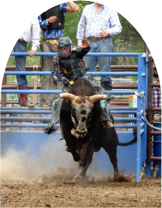 bull3.jpg