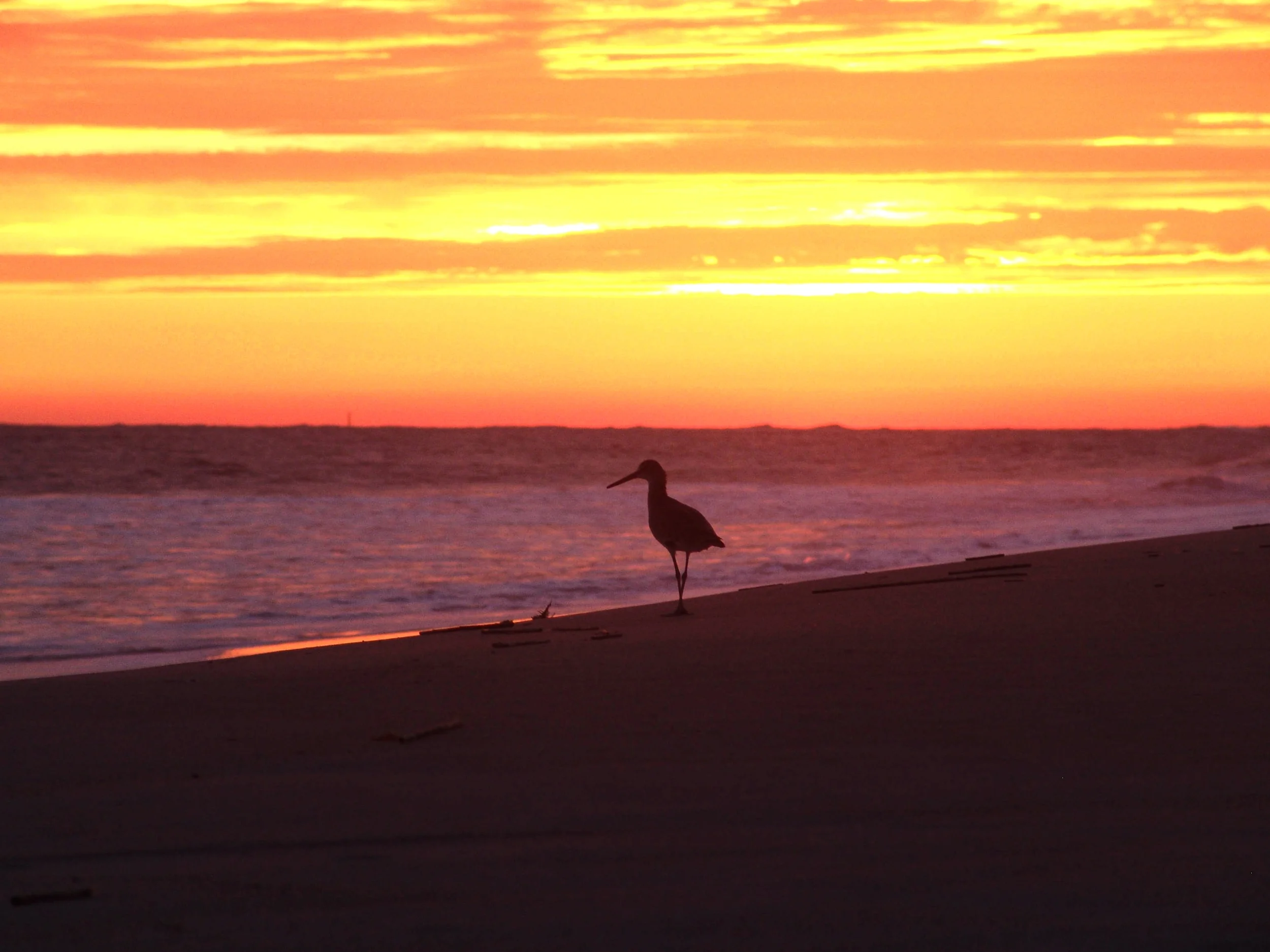 BHI Sandpiper at sunset DSC04059.jpg