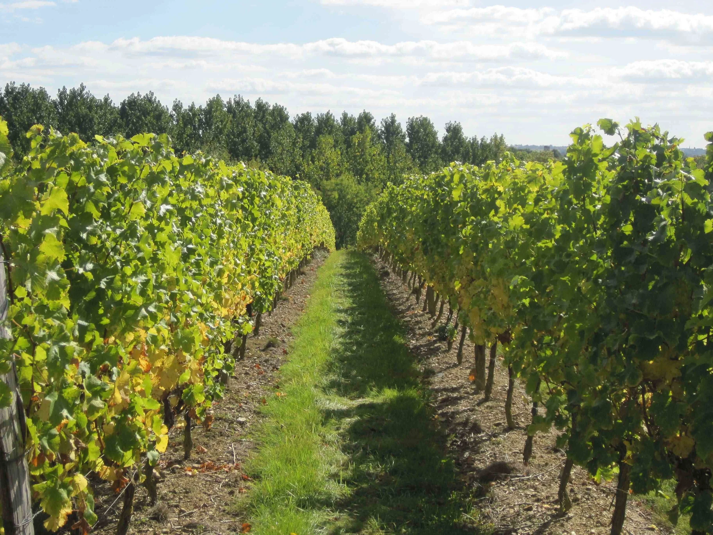 Le Pin Vineyard