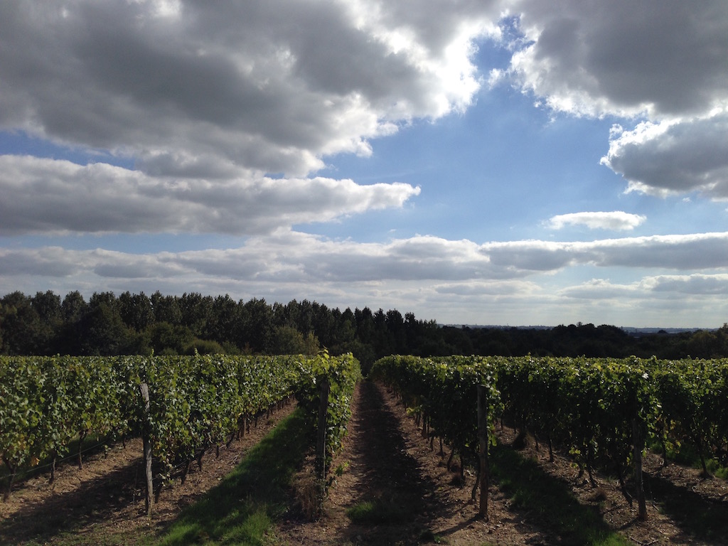 france-vineyard.jpg