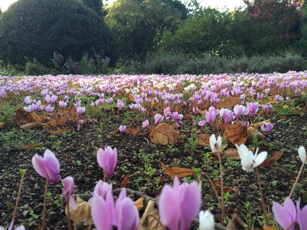 France-chateau-flowers1.jpg