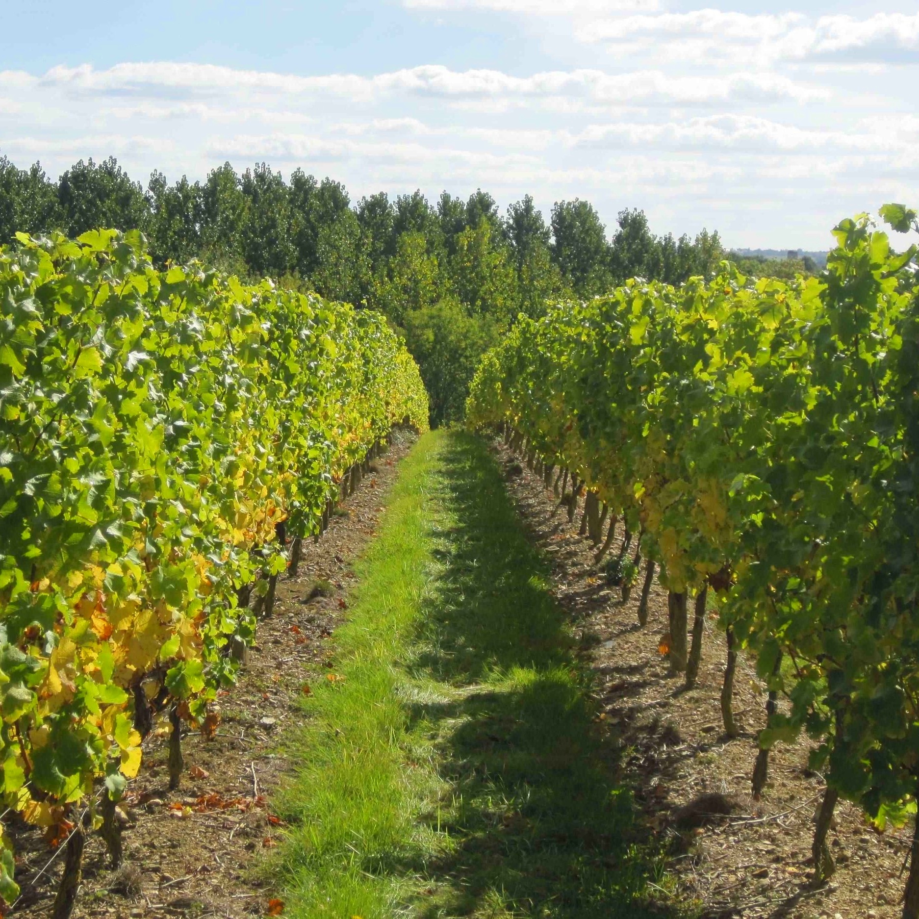 Le%2BPin%2BVineyard.jpg