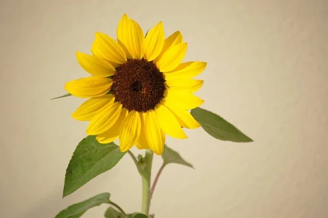 sunflower-1223777-639x424.jpg