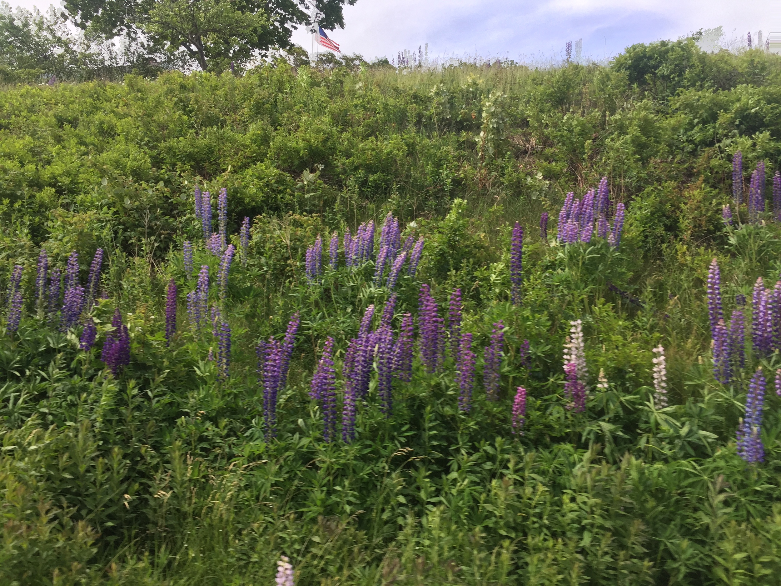 Lupines in full bloom, on side of the highway, during the annual Lupine Festival .