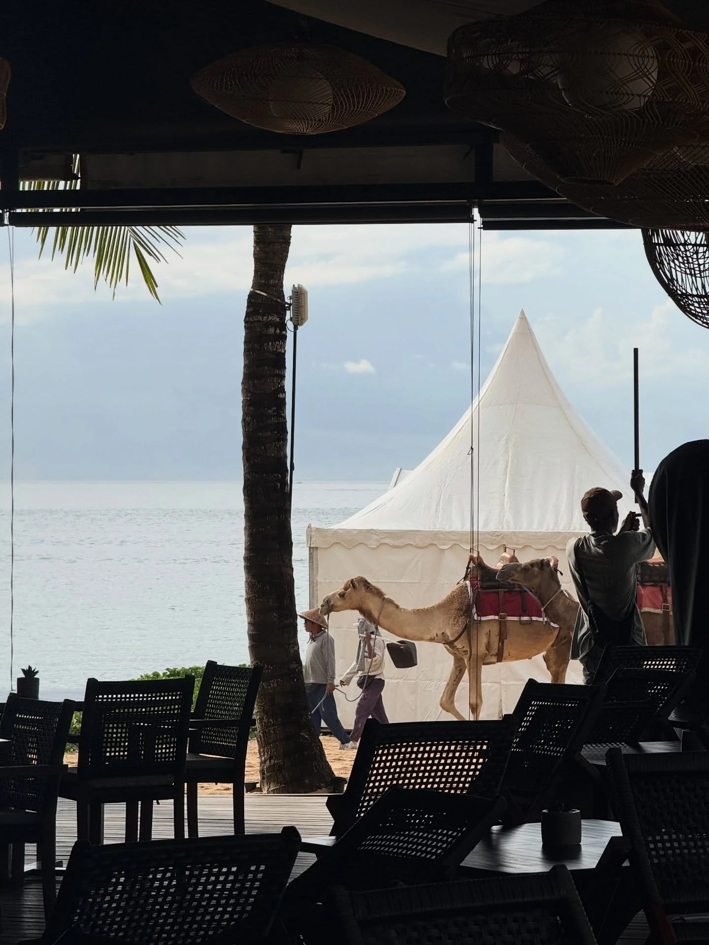 Only in Nusa Dua can you be setting up a whole event and have a caravan of camels walking past multiple times a day.
