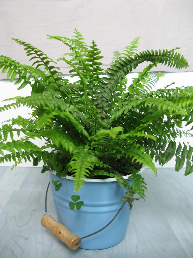 boston fern.jpg