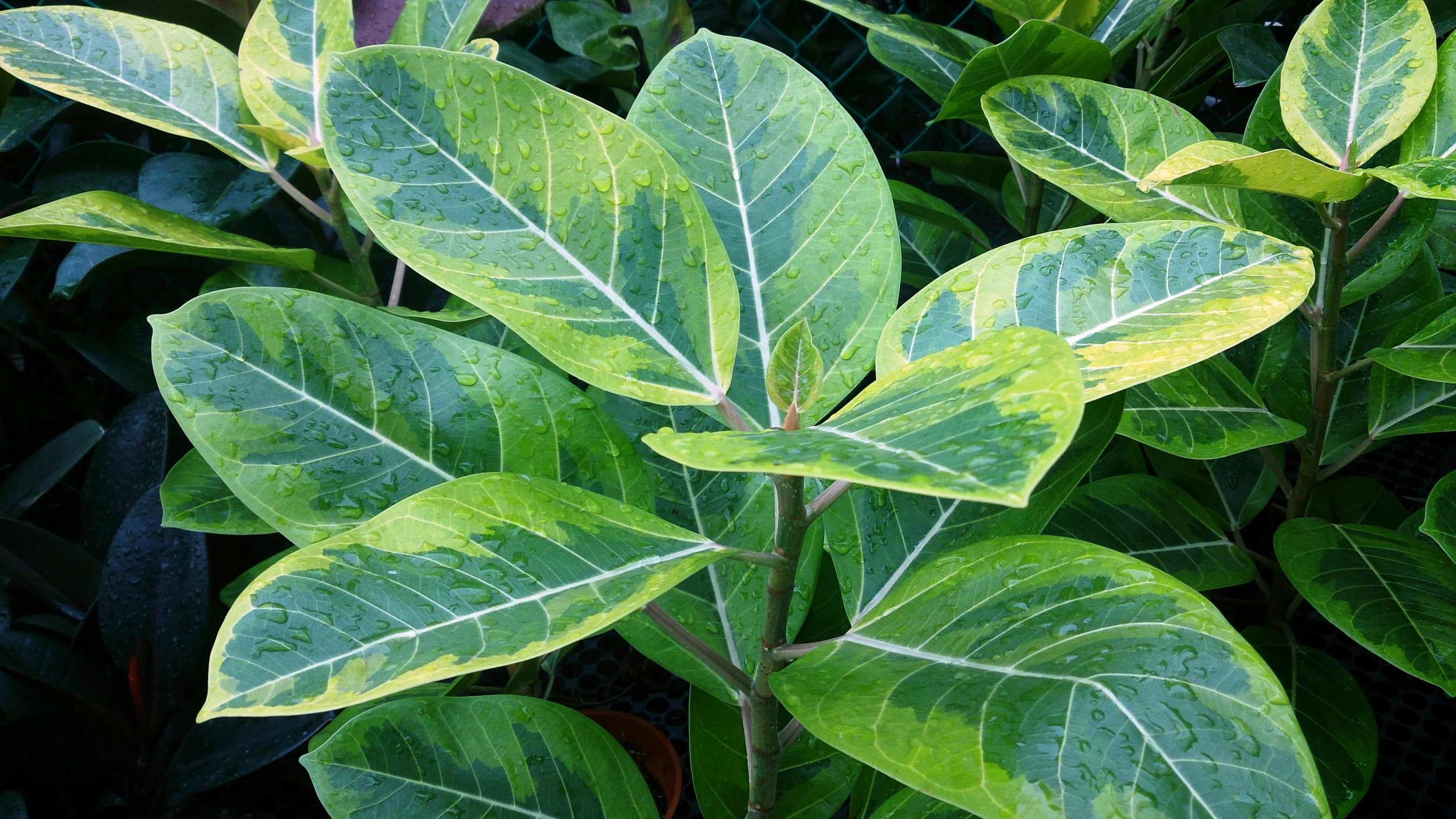 rubber plant.jpg