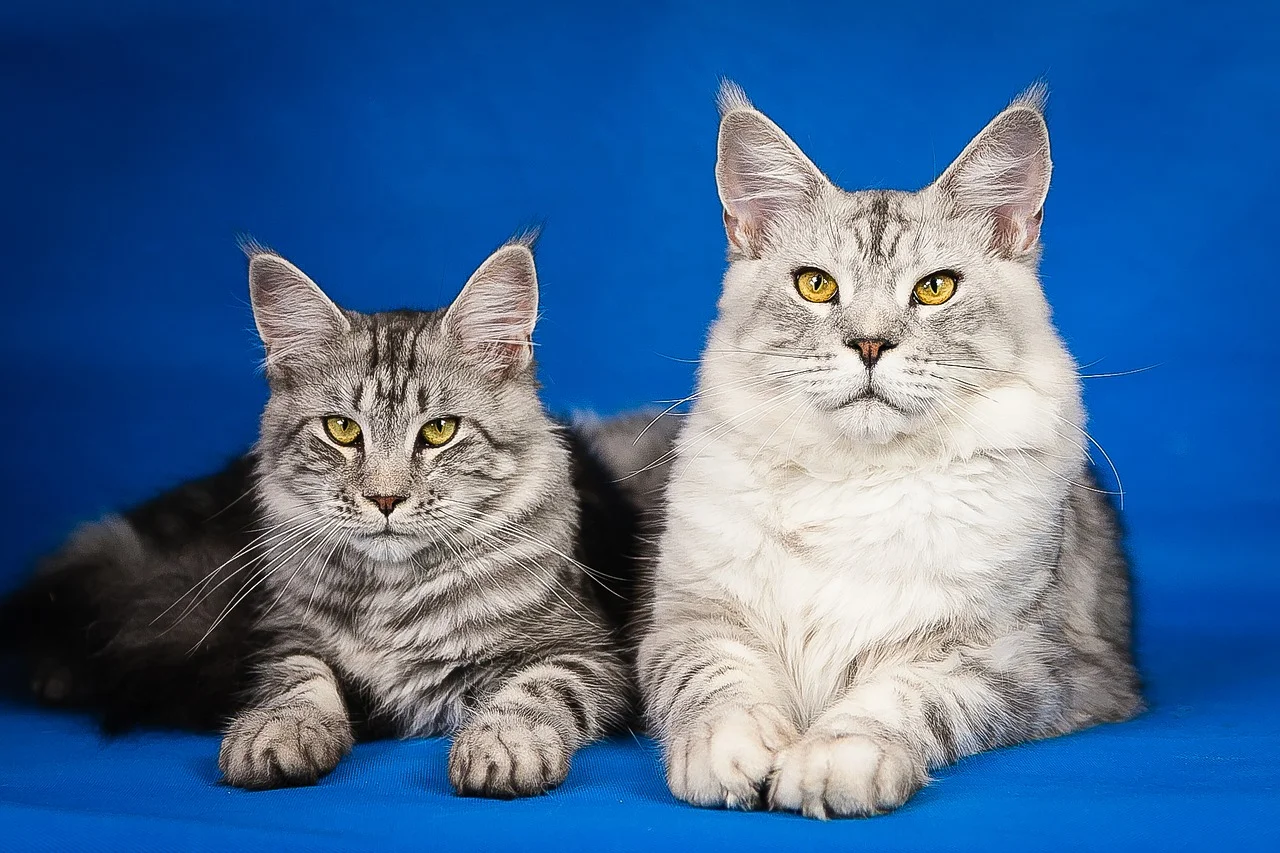 cats.jpg