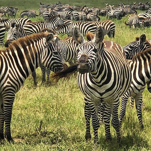 Let&rsquo;s keep dreaming! Something to look forward to when this craziness ends. #dontcancelpostpone .
.
.
#zebras #zebra #herd #wildlife #nature #migration #serengeti #tanzania #africa #travel #vacation #adventure #holiday #family #hope #future #dr