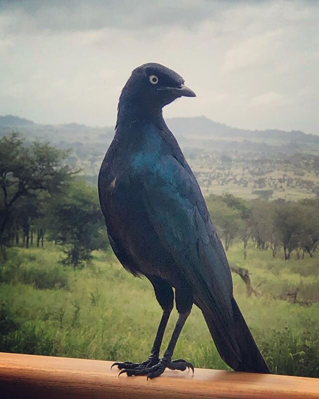 The Long Tailed Glossy Starling, such a beautiful little bird. Can&rsquo;t wait to be in the Serengeti again. #keepdreaming
.
.
.
#birds #birding #serengeti #birdwatching #safari #travel #dream #adventure #holiday #nature #wildlife #africa #tanzania