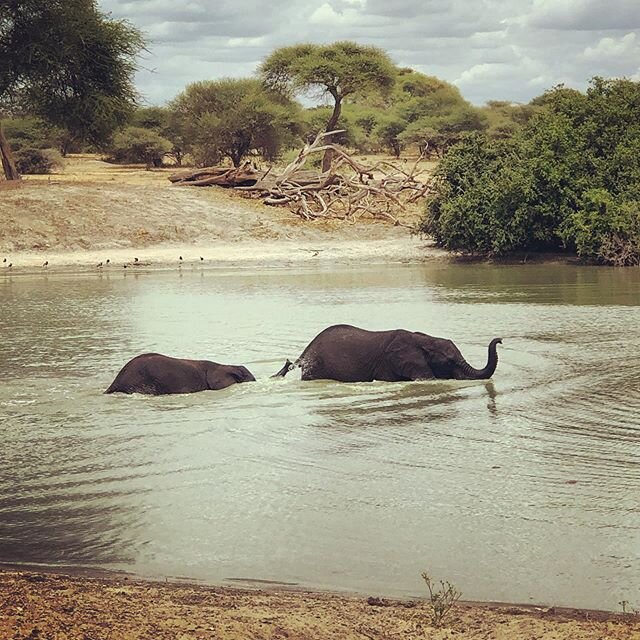 Like all mammals (except humans and apes, who have to learn how to swim), elephants are very good, untiring swimmers. Elephants move all four legs to swim and are able to move quite fast like that. Their big body provides enough floatation while the 