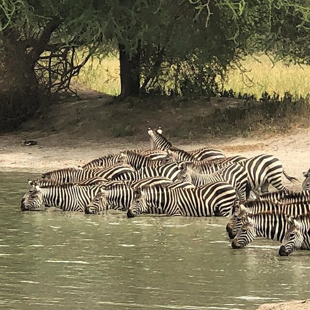 Things are looking up, Tanzania flights might be starting back up soon. Get your bags ready! .
.
.
#safari #travel #zebra #adventure #zebras #wildlife #nature #wildanimals #africa #tanzania #holiday #vacation #seetheworld #bucketlist