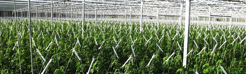 green_trusses.jpg