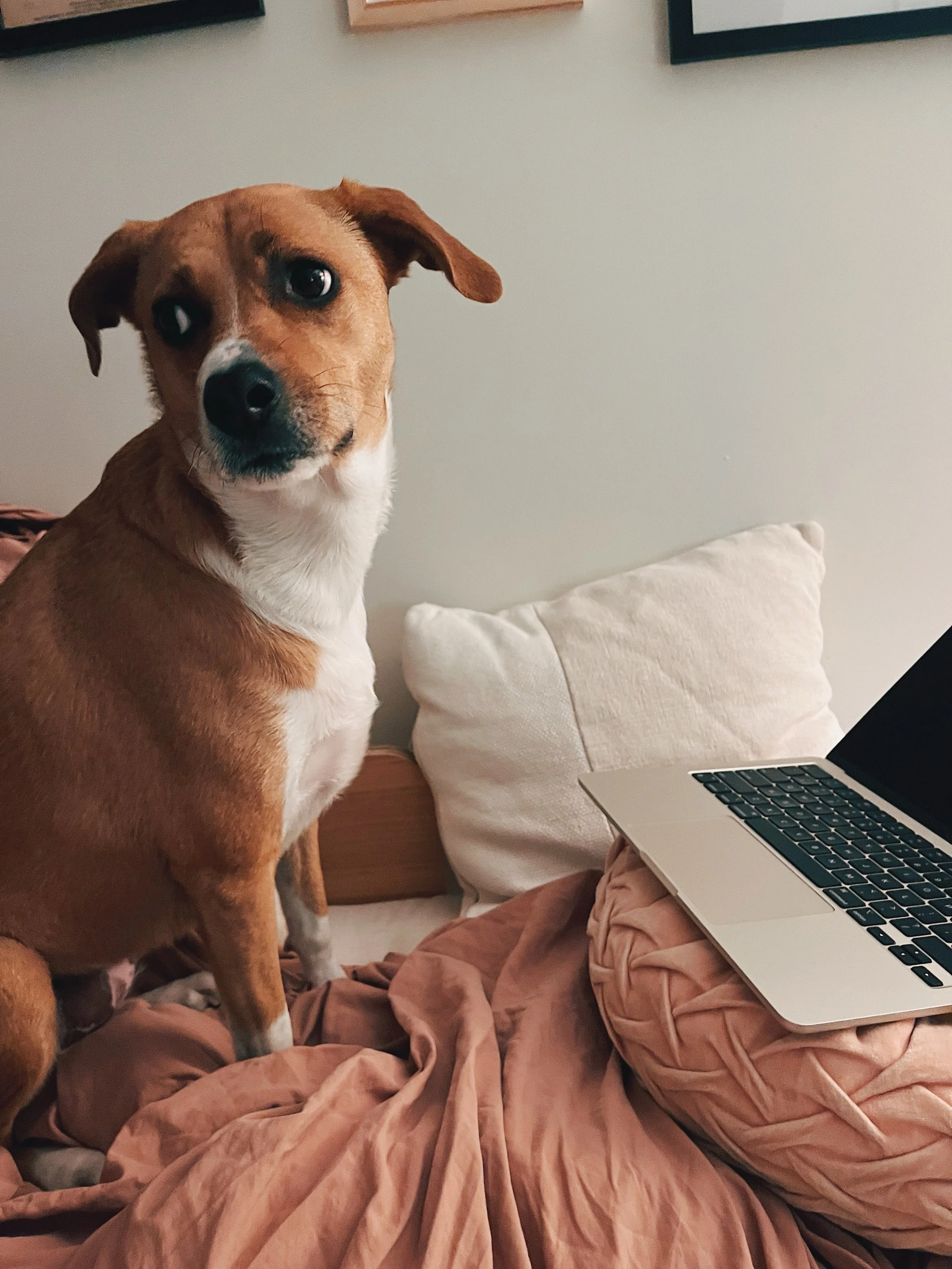 portrait of the dog as an author and the cover of her doggy dreams. 

pls pre0rder my book so i can give this goodest girl all the treats her heart desires.