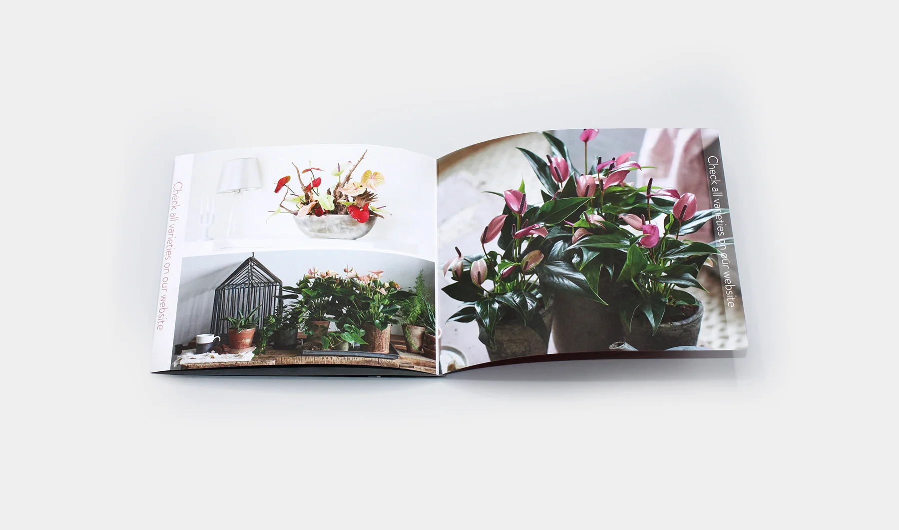 Anthurium_Brochure_2.jpg