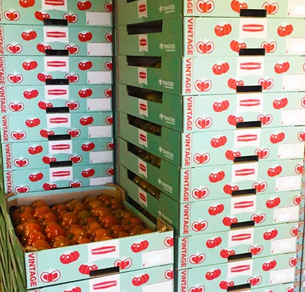 Muur van tomaten
