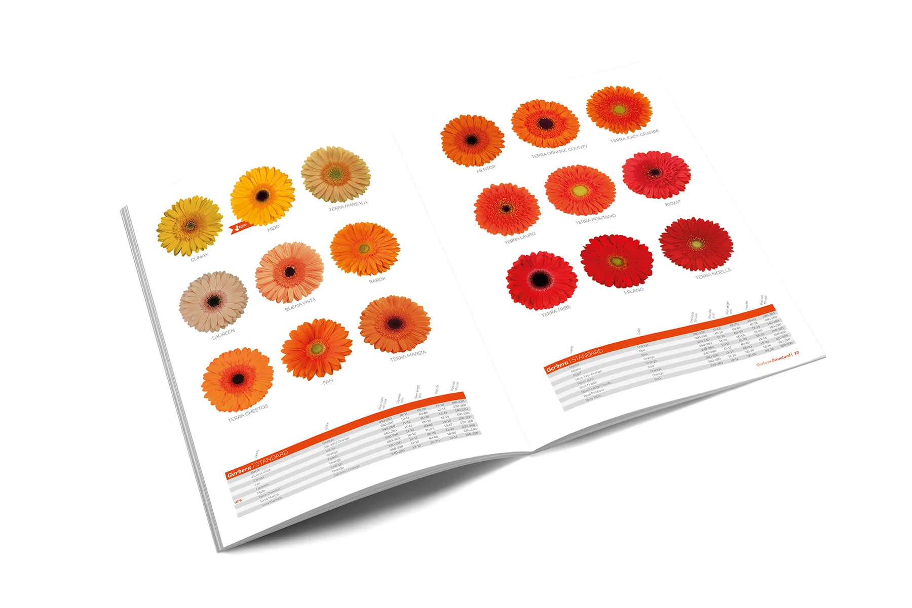 Mockup brochure.jpg