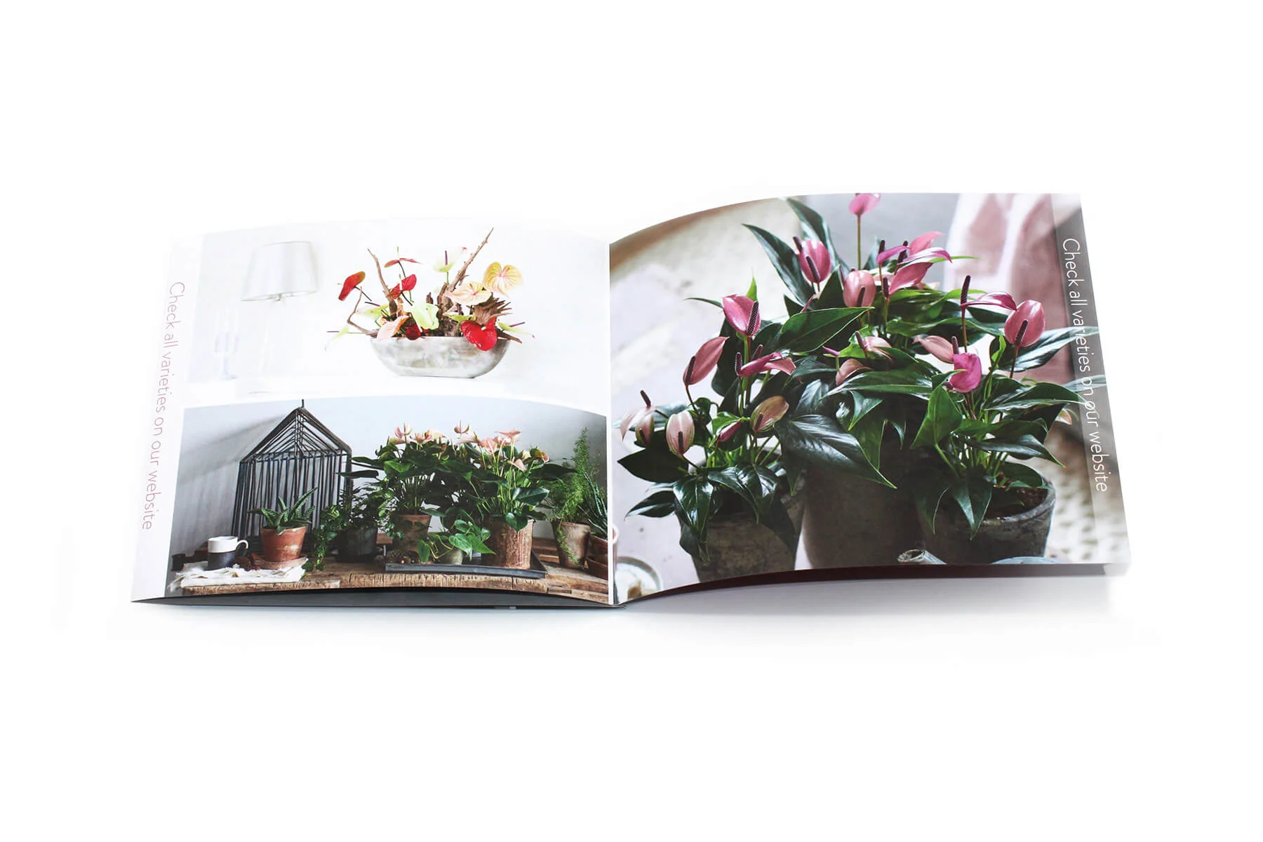 Anthurium Brochure 2.jpg