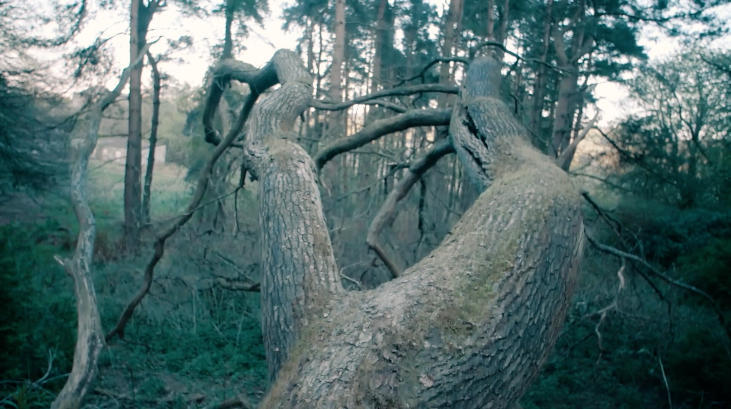 BANGOUR VILLAGE HOSPITAL OR EDINBURGH DISTRICT ASYLUM - CINE POEM