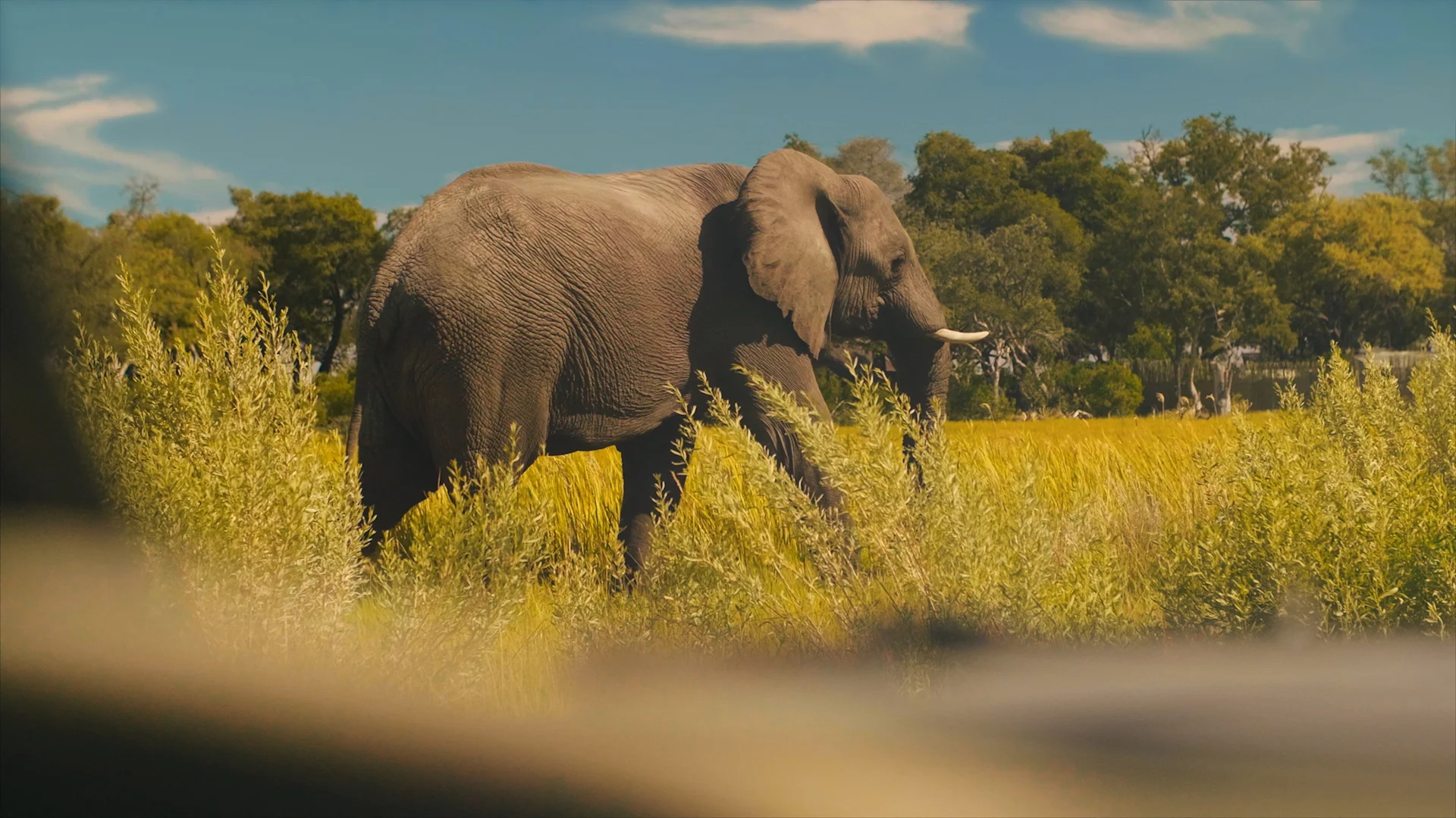 BELMOND & LPO (BOTSWANA) - BRAND FILM