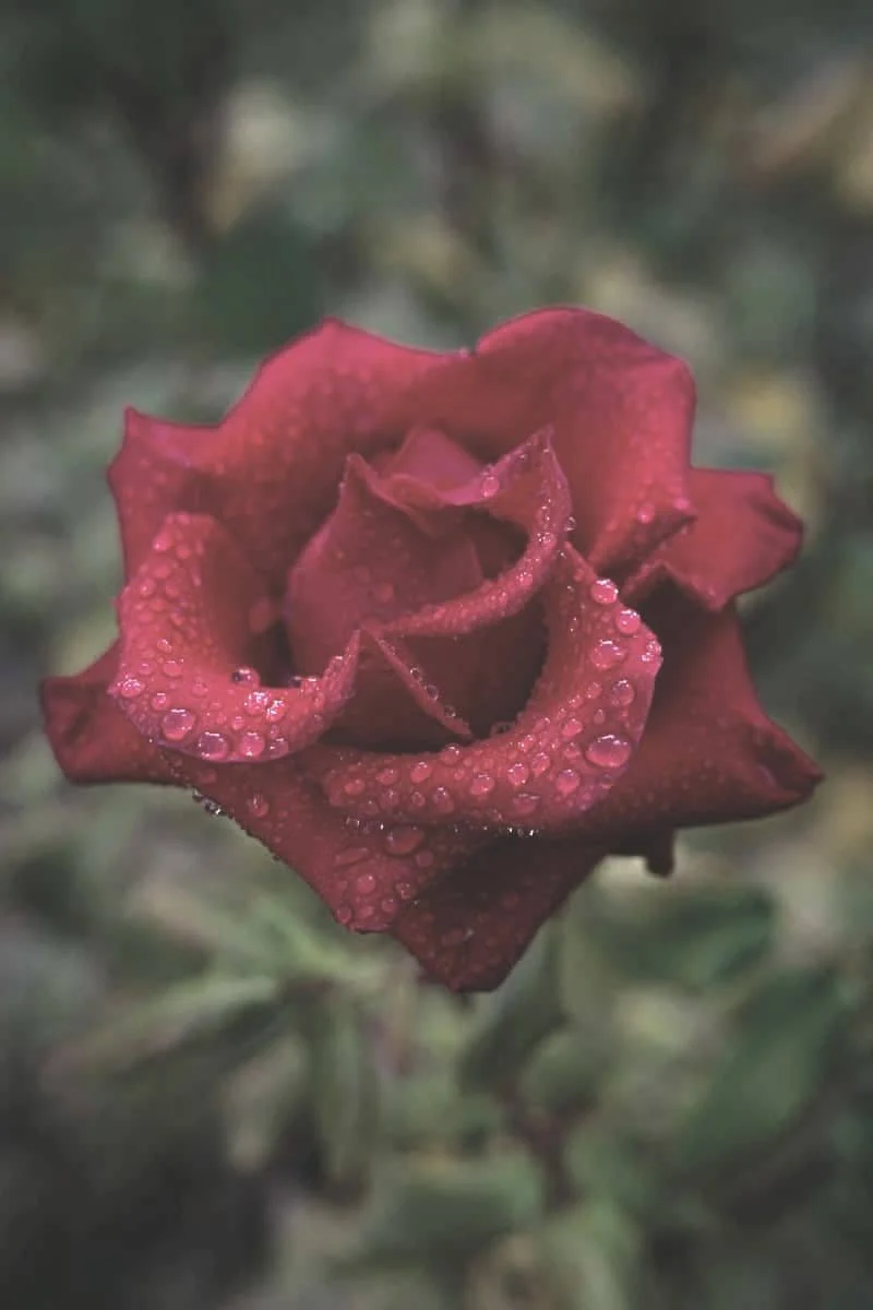 Issue 9: The Lost, Forgotten, and Denied... Pandicular Response