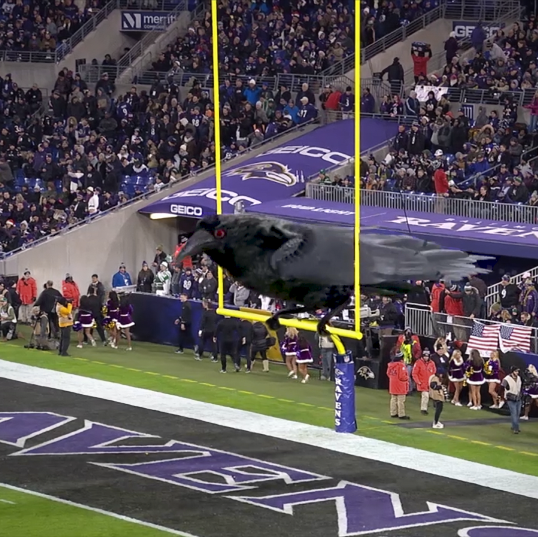 The Raven | Baltimore Ravens