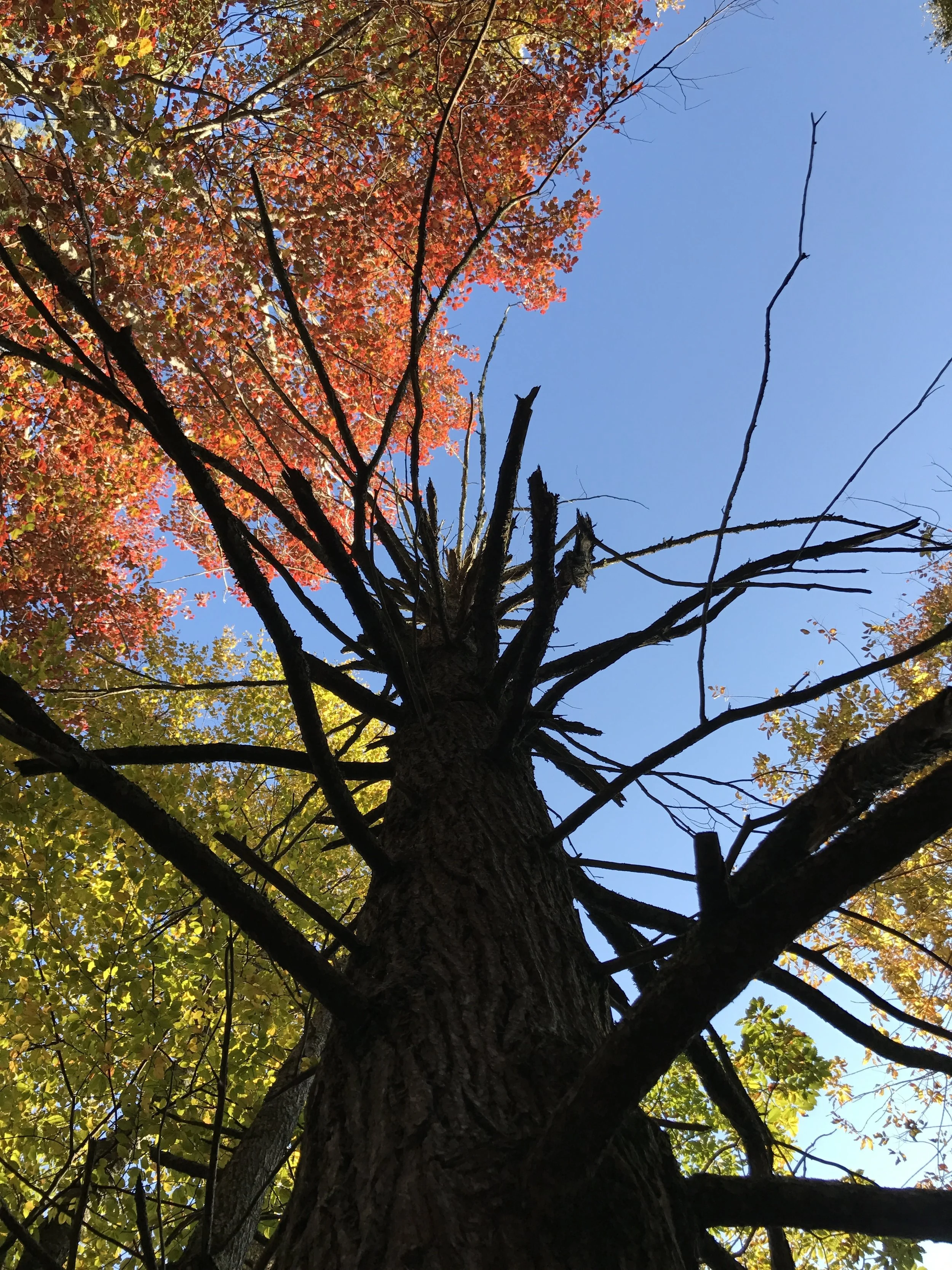 An old dead hemlock tree along the trail down to Dark Hollow Falls.