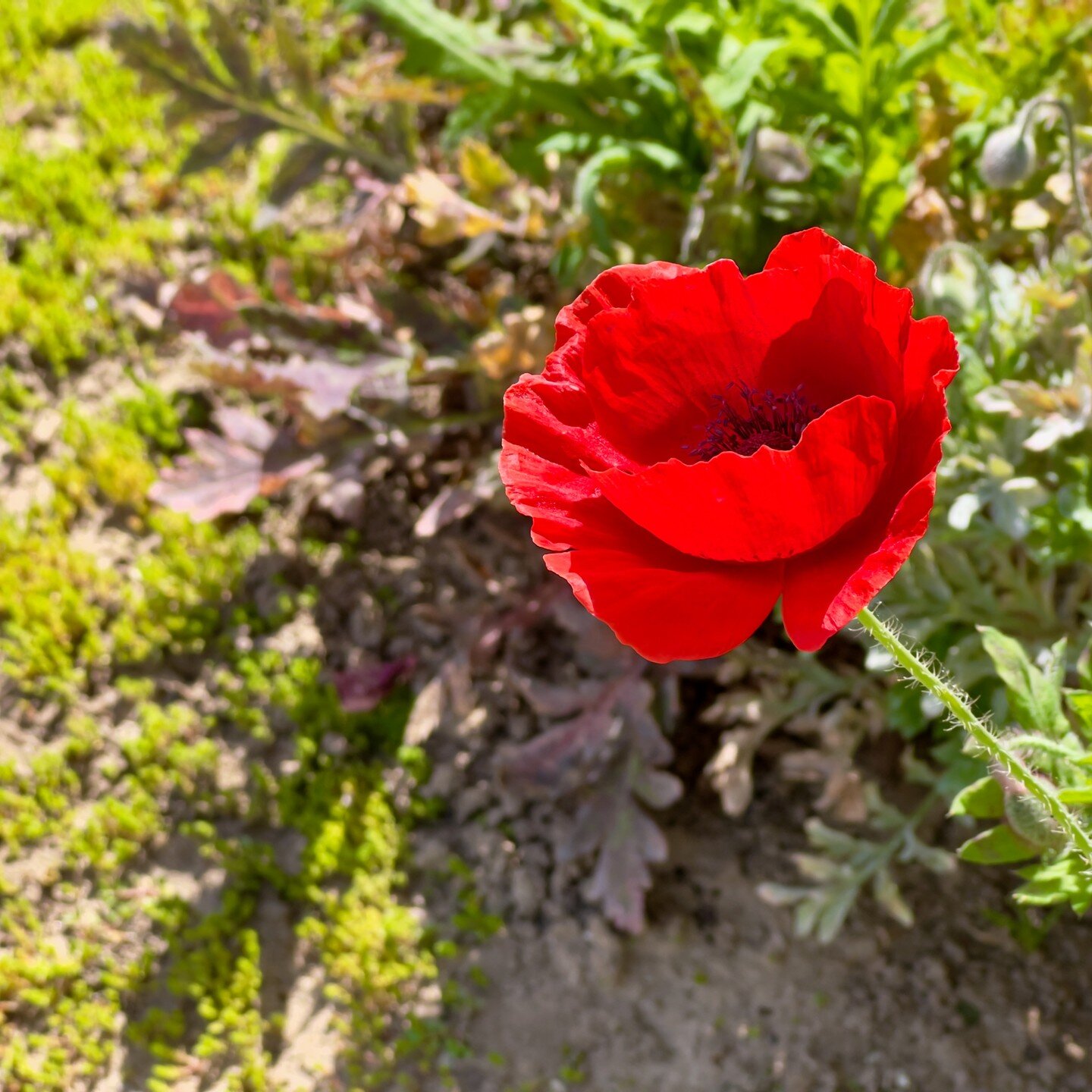 &quot;the simple things in life...&quot;
#spring #poppies #redpoppies #beautiful #wildflowers