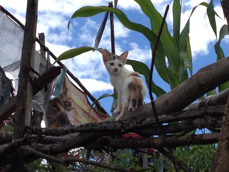 Kittens and corn, Wangduetse.