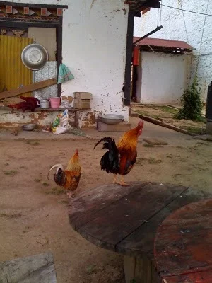 Two monk roosters.