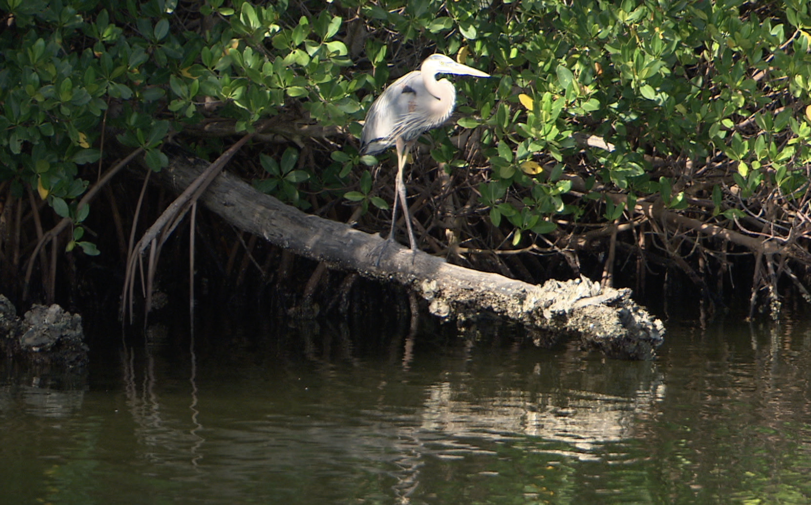 bird.png