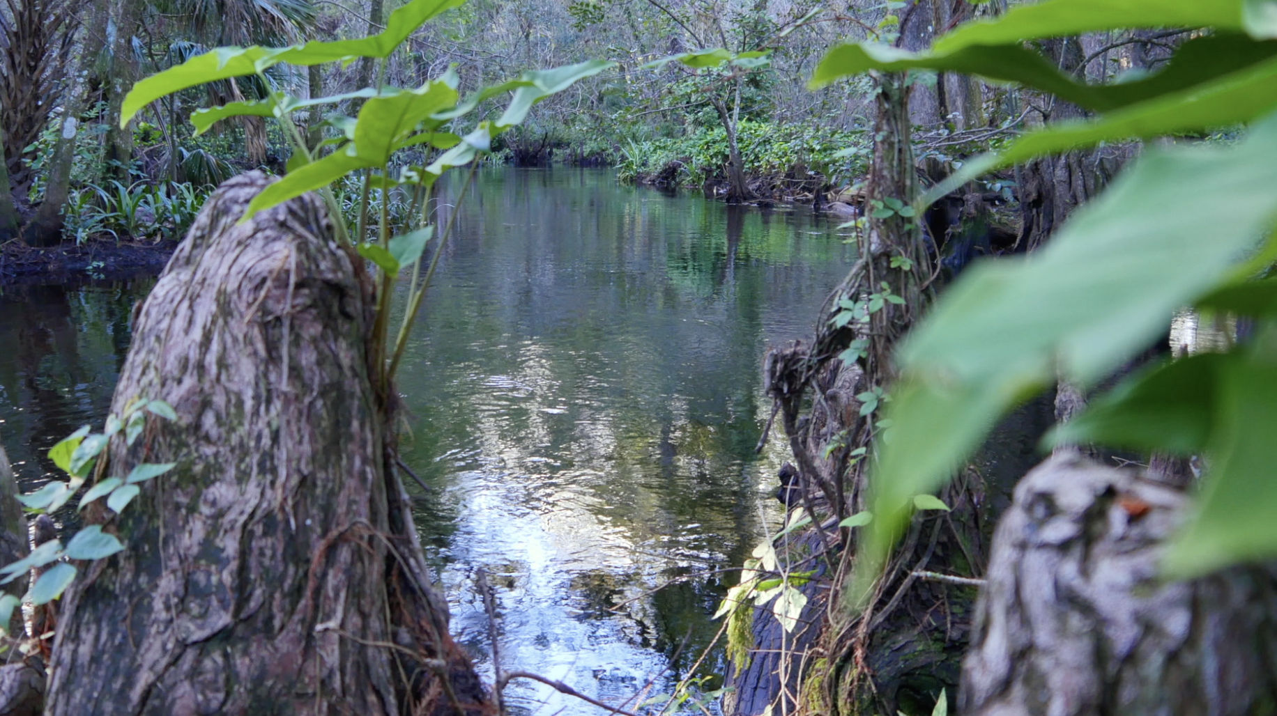 cypress knees