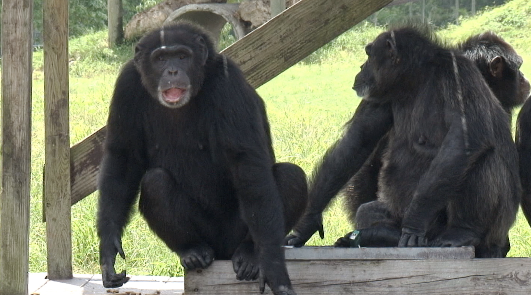 chimps