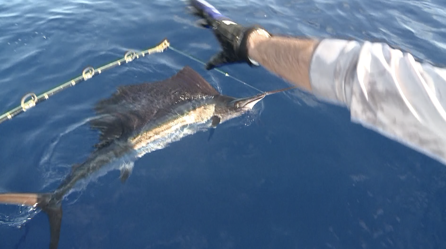 sailfish release