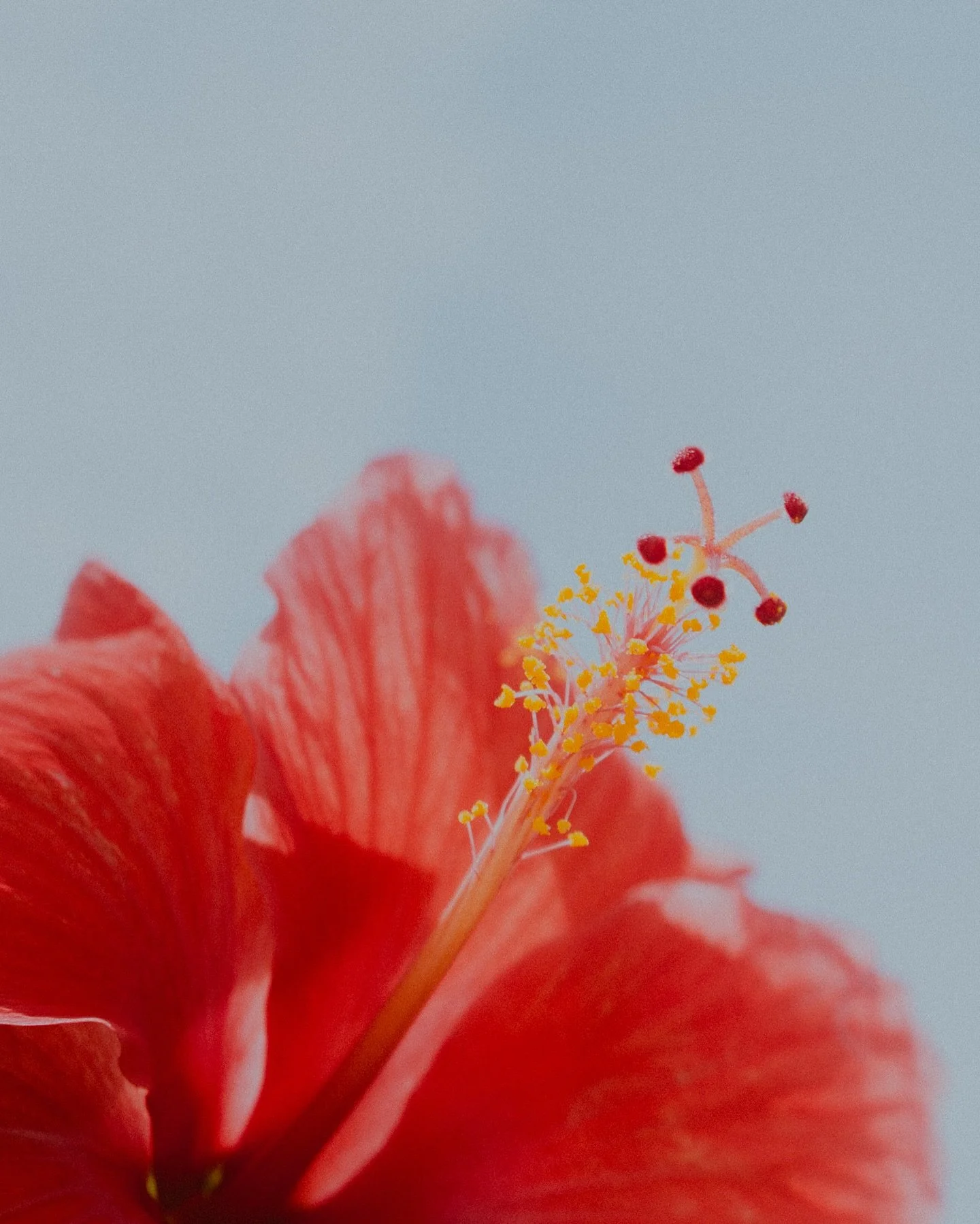 hibiscus, sharks, and my favorite floaty view.
leaning into the quiet beauty of now &gt; chasing epic. 

#shinrinyoku #naturebath  #oceantherapy #30a #lovefl #hibiscus #sharksofinstagram #nervoussystemhealing #artofliving