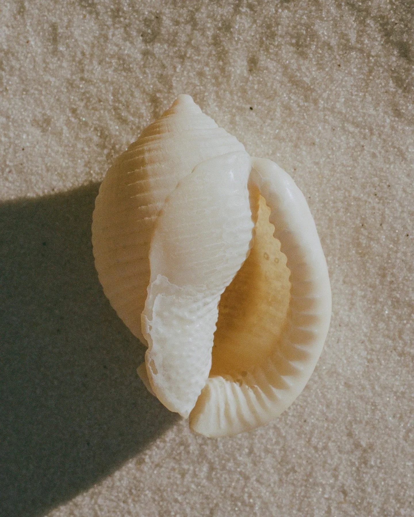 Get lost in a shell sometime; nature&rsquo;s architecture is its own meditation. #livinginceremony #artofnoticing #shinrinyoku