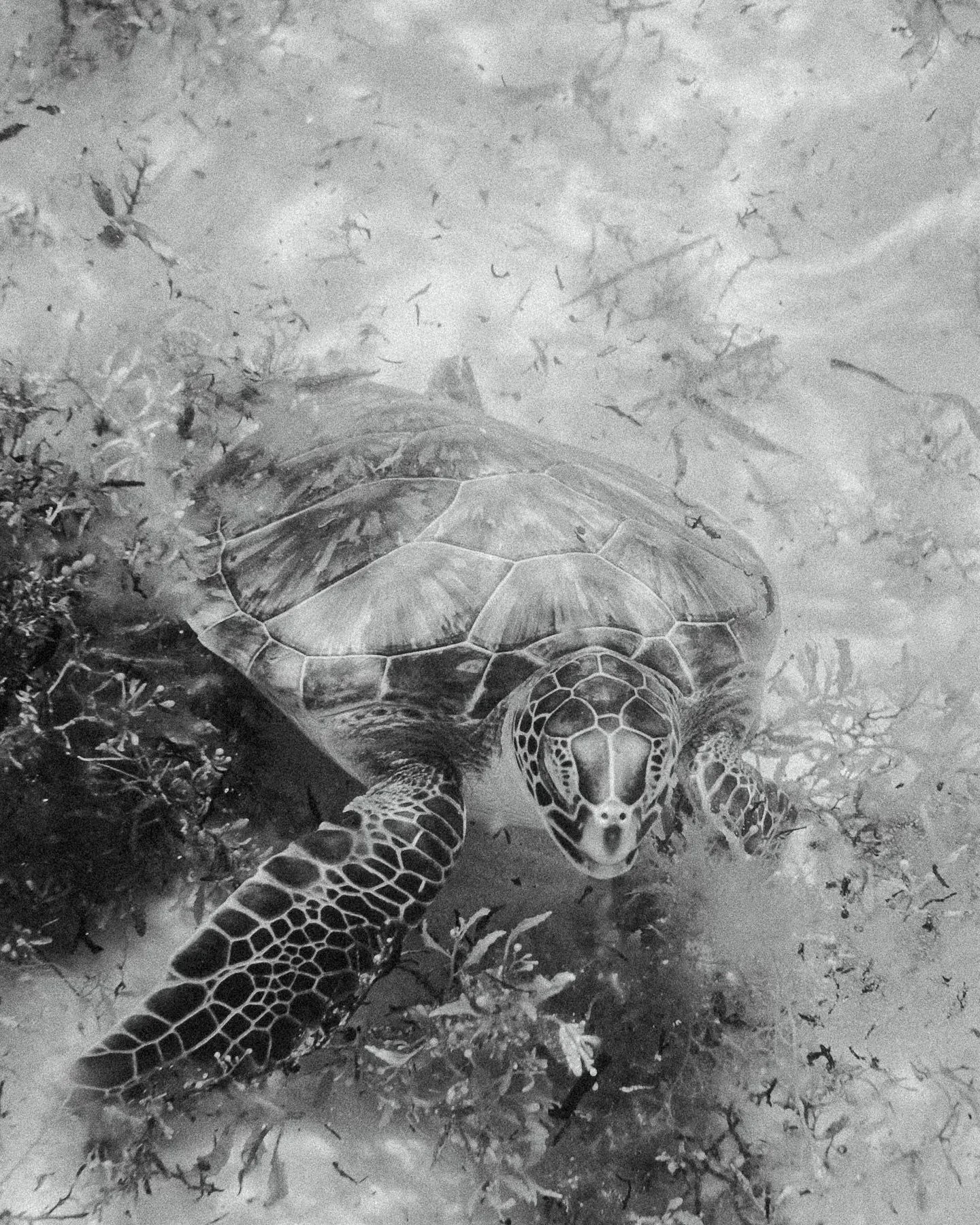 This kind of quiet.

#livinginceremony #artofliving #30a