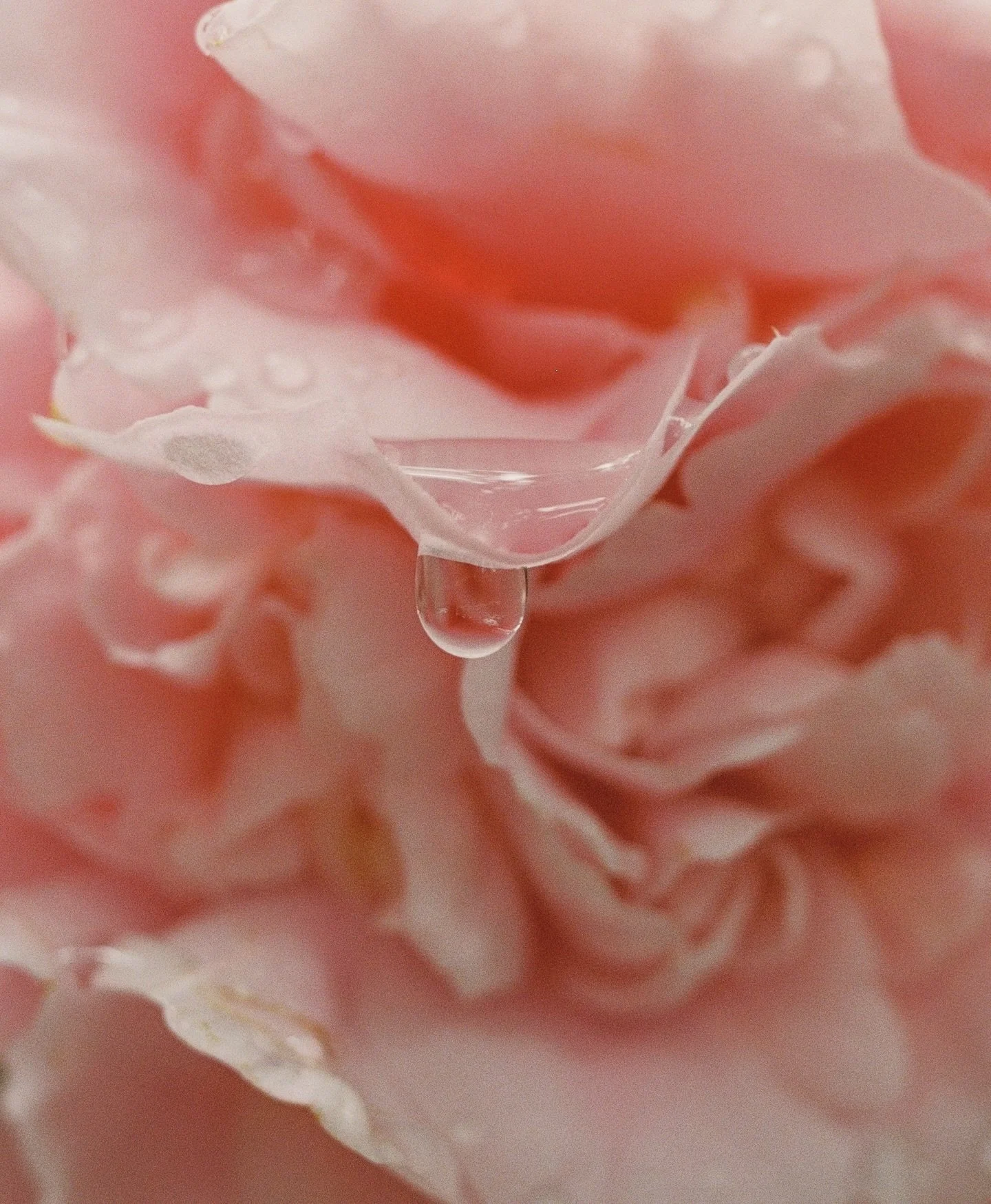 a looking practice. on film. 

#35mmfilm #30a #noticing #shinrinyuko #livinginceremony