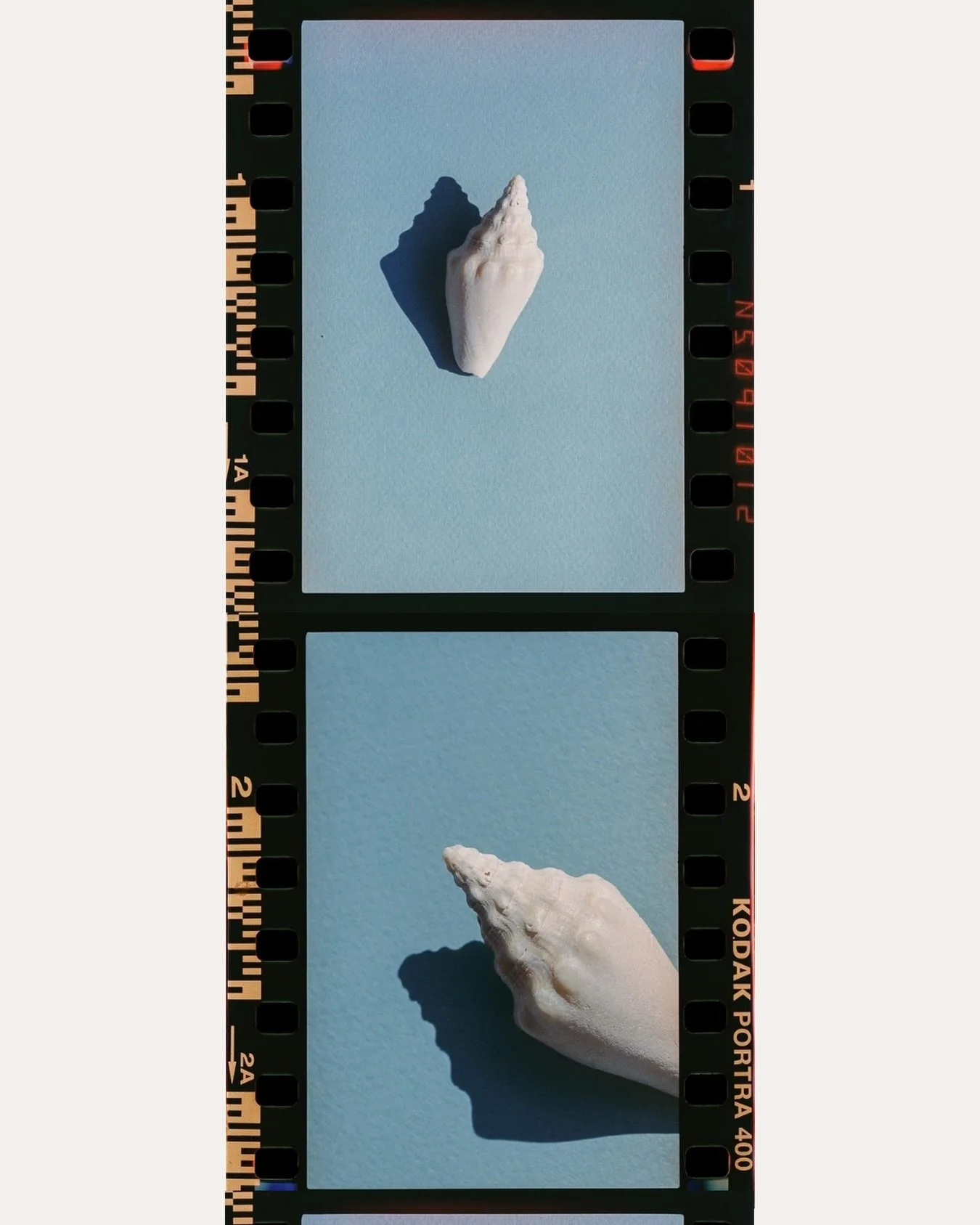 milk conch, florida panhandle.
one of my favorite finds on 35mm.

#lovefl #naturetherapy #shinrinyoku #30aphotographer #artofliving