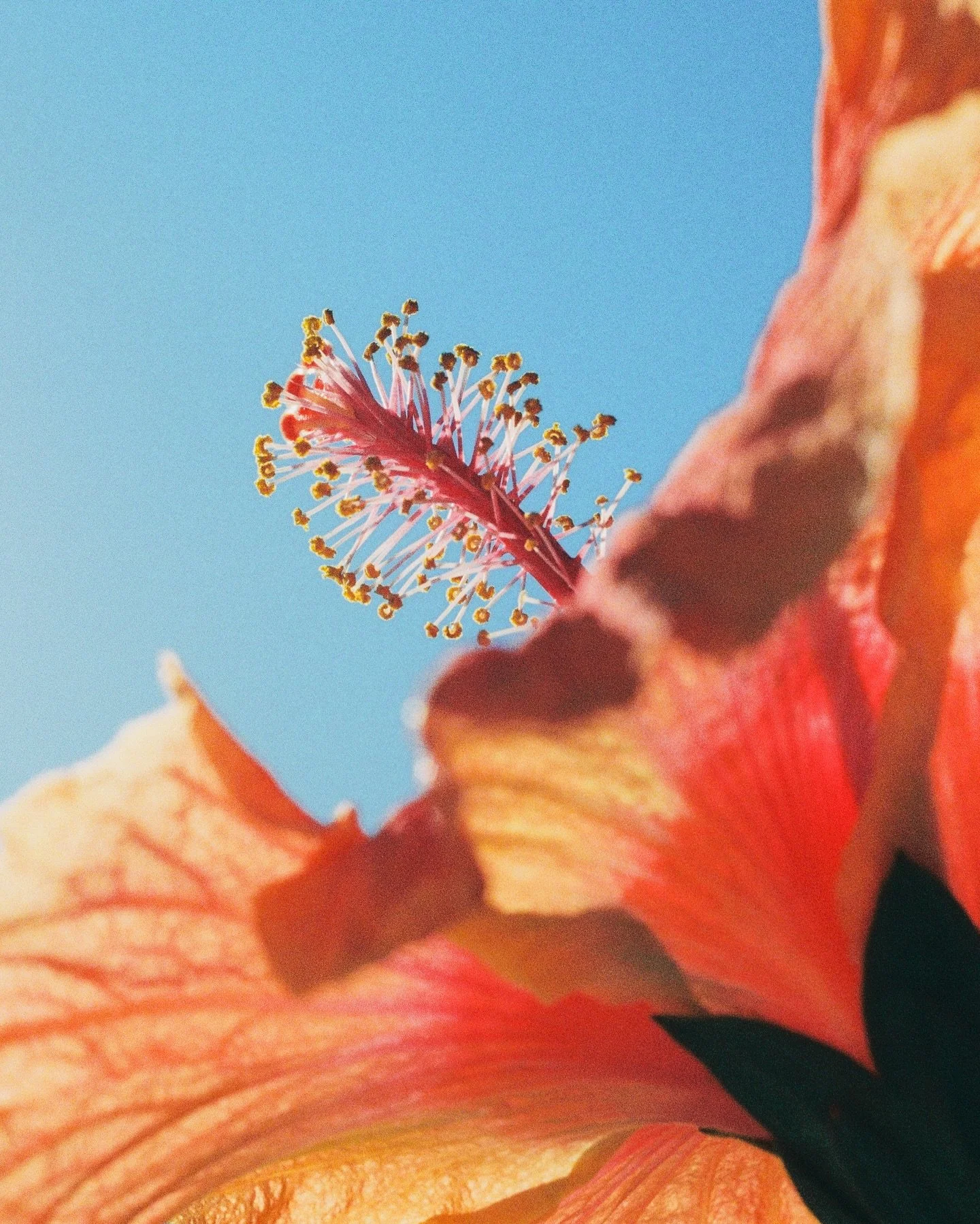 big fan of the way film sees colors. 🌺

#35mmfilmphoto #30aphotographer #hibiscus #portra800 #30a