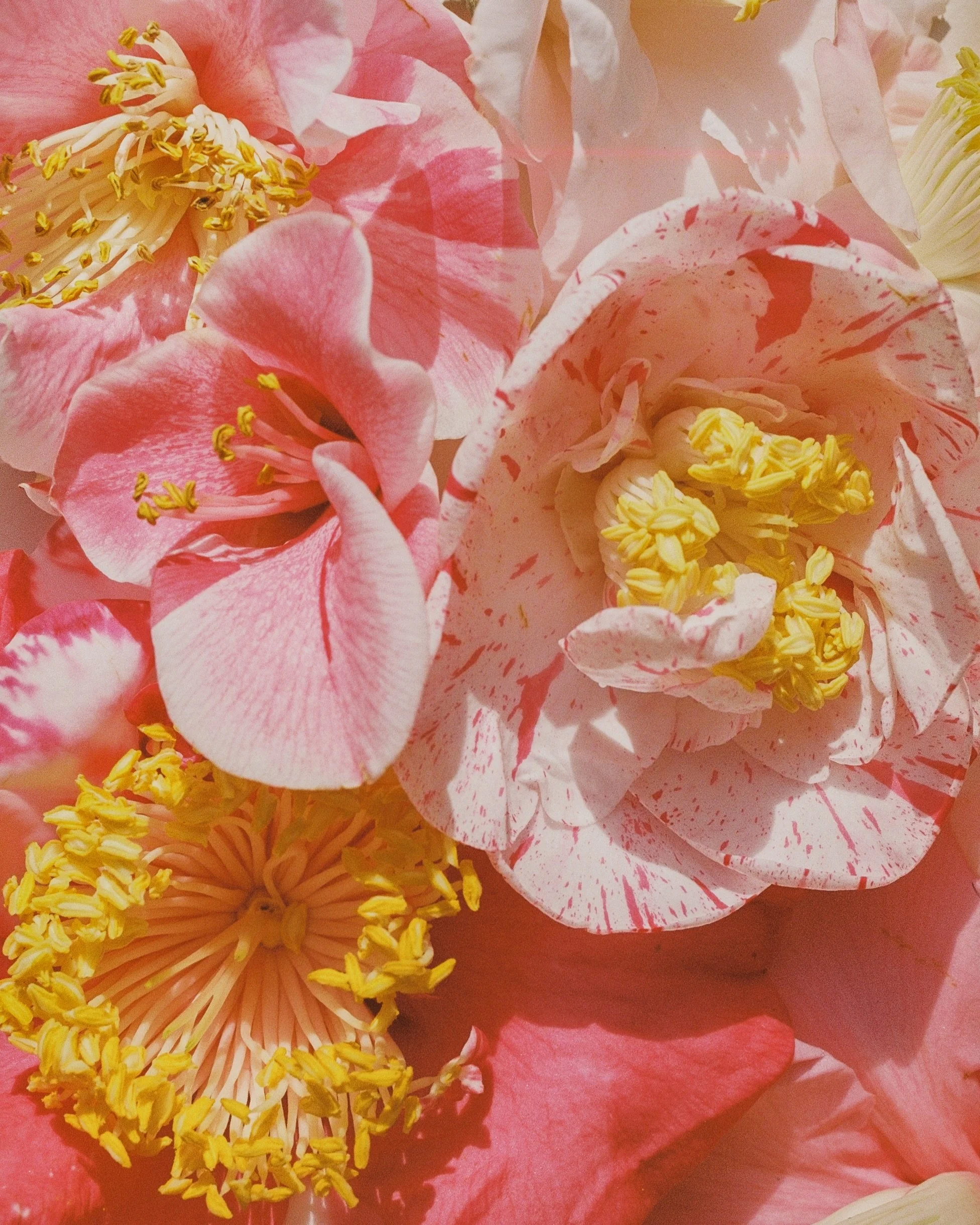 camellia study no. 1 + 3 available in the print shop.

personally obsessed with the texture and colors of these blooms &mdash; and that little light leak in no. 1. the magic of film.

#30a #30aphptographer #35mmfilm #portra400 @gelatinlabs @kodakprof