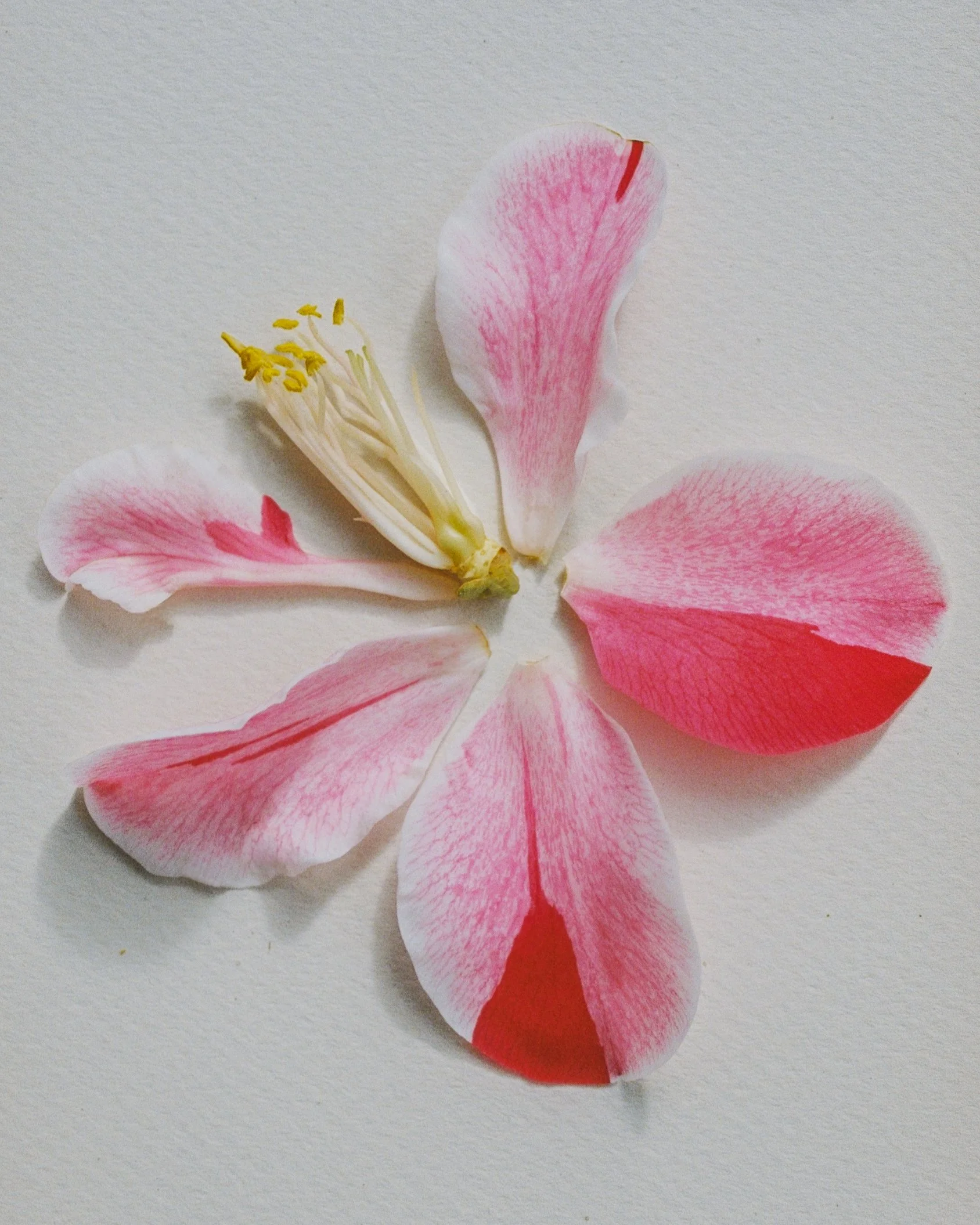 A Study in Camellia Petals
