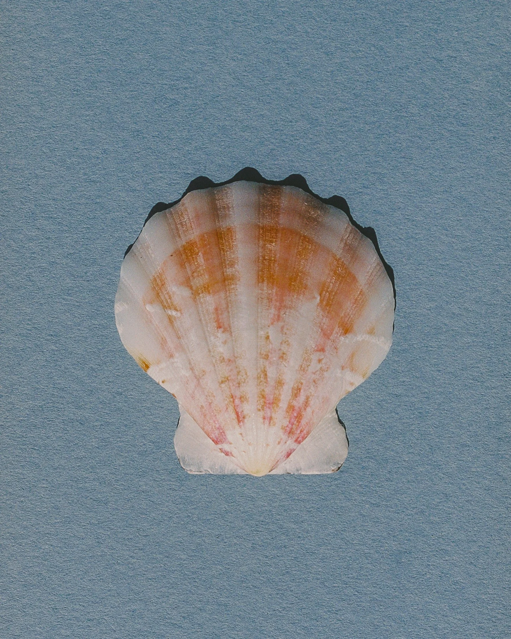 pink scallop shell