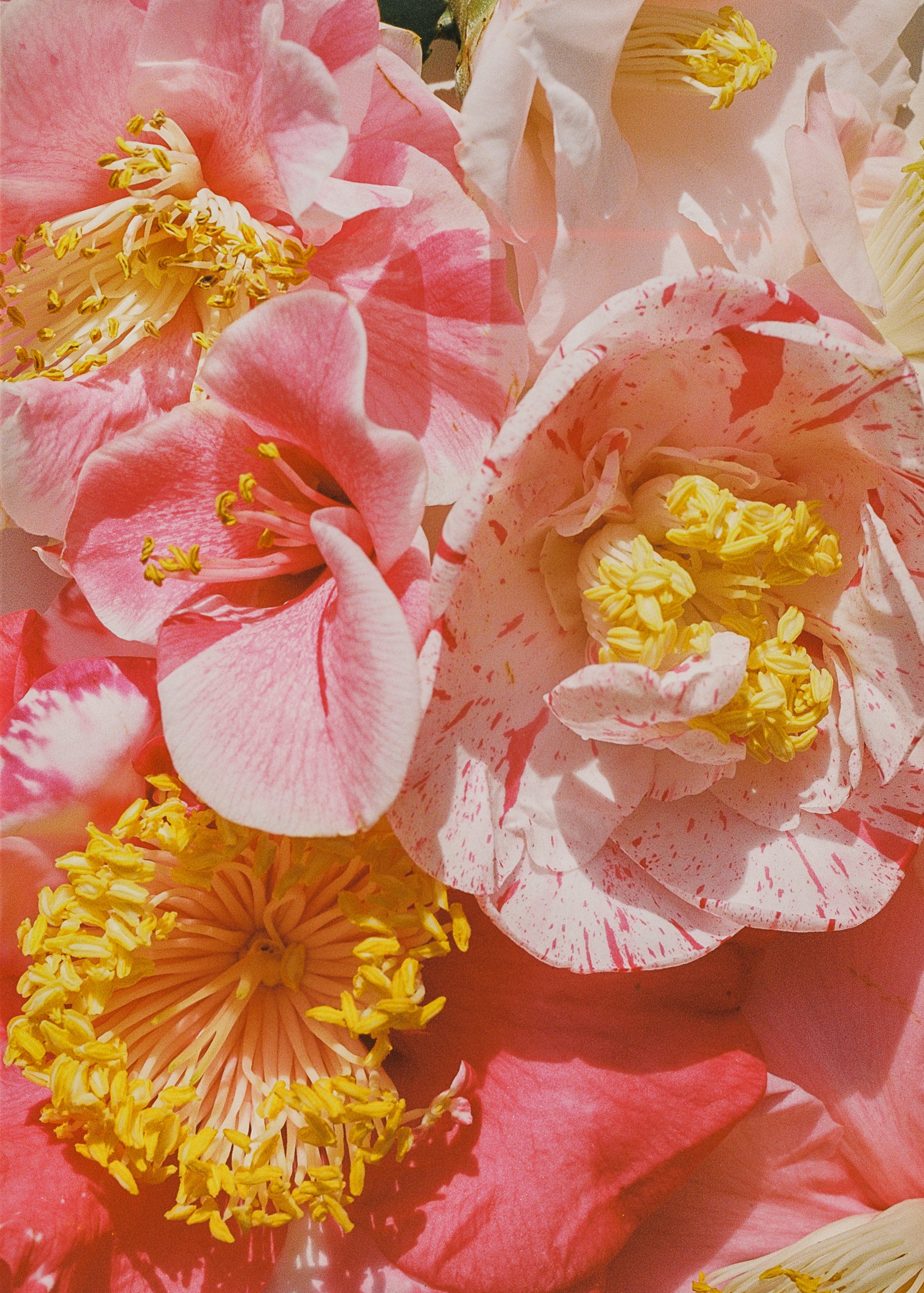 Camellia Study No. 3