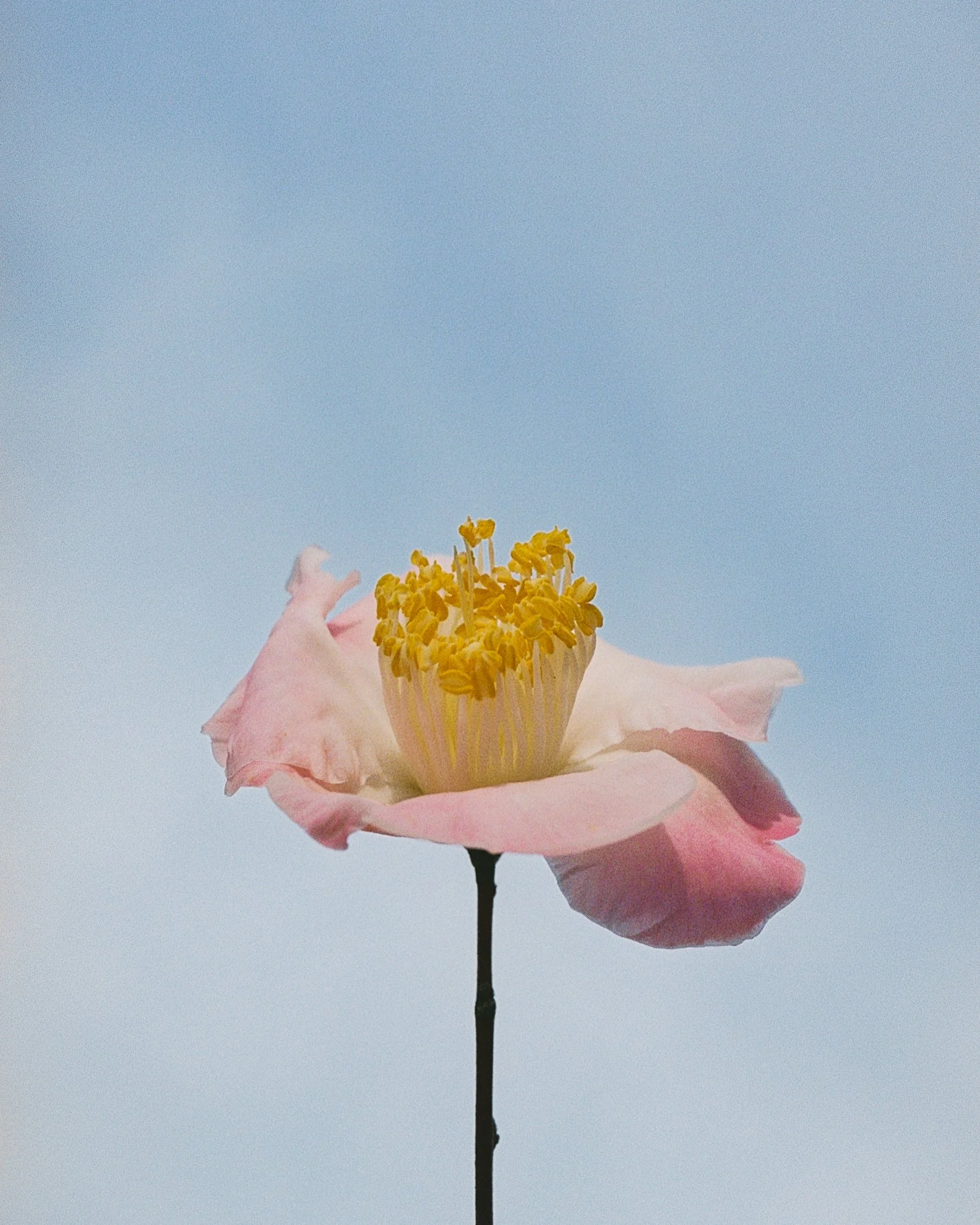 camellia study no. 3