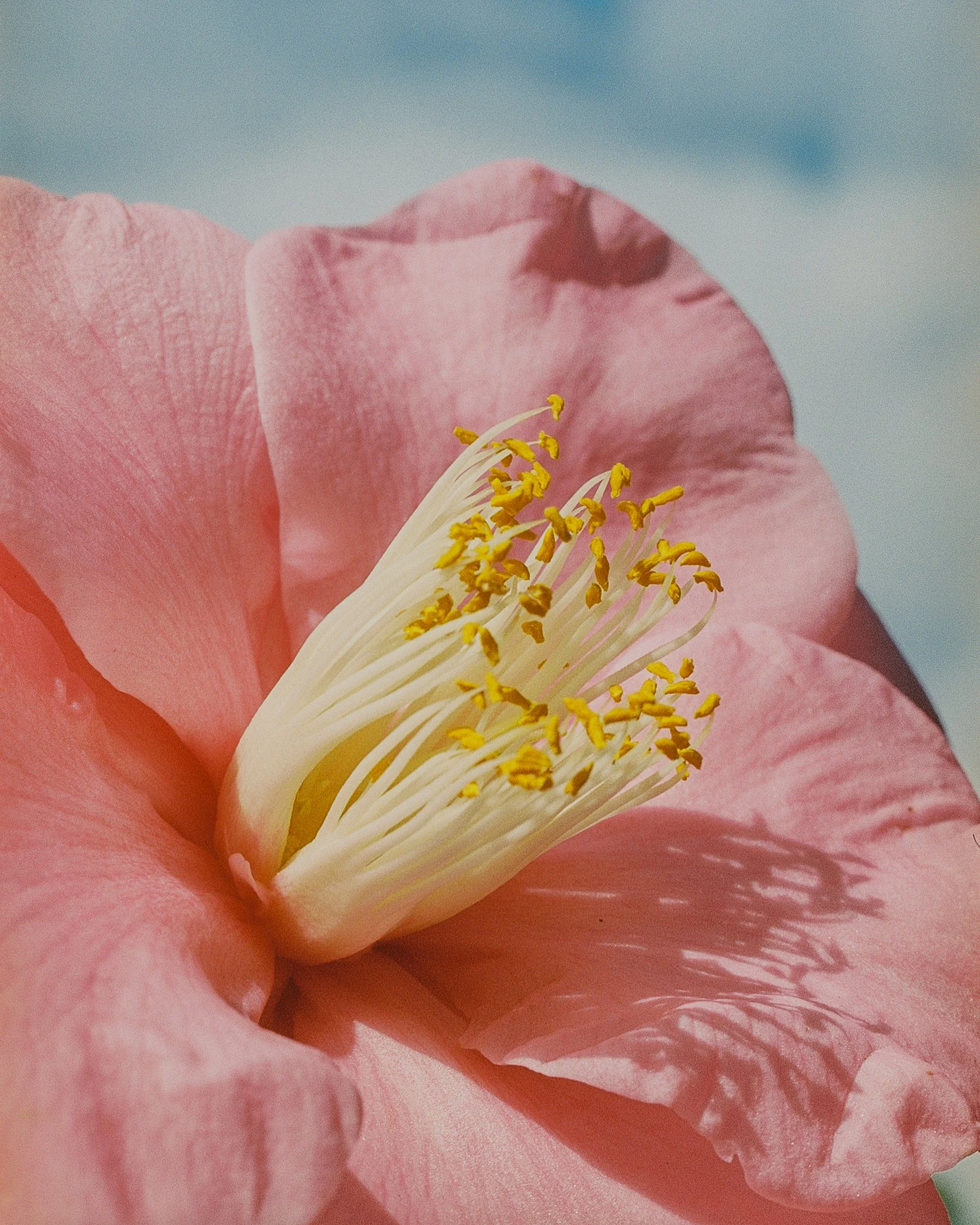 camellia study no. 3