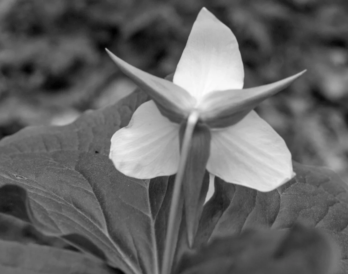 BackOfTrilliumltcrpBWres150.jpg