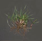 Rhizomatous Tall Fescue